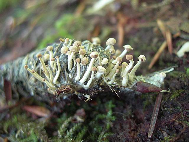 Funghi trasformisti , necrofili e sterili